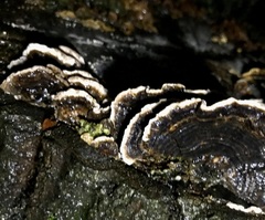 Stereum rugosum