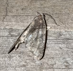 Chytonix