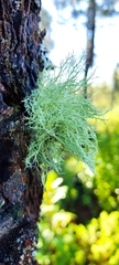 Usnea hirta