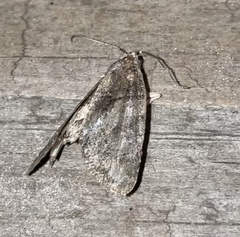 Chytonix