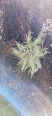 Usnea hirta