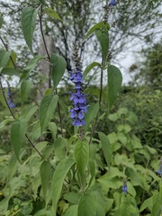 Salvia connivens