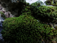 Tortella