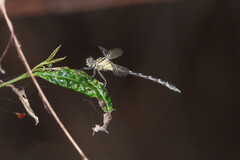Hemigomphus heteroclytus