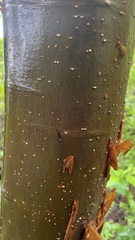 Bursera simaruba image