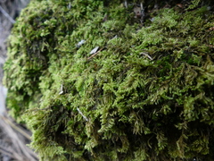 Ctenidium
