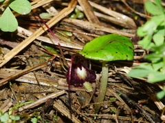 Corybas macranthus