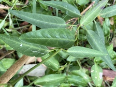 Leichhardtia coronata