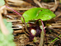 Corybas macranthus