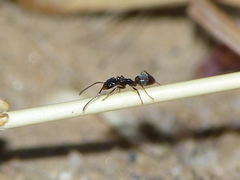 Forelius antarcticus