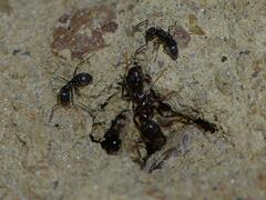 Forelius antarcticus