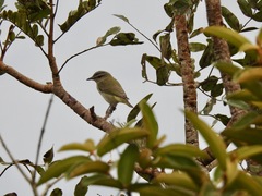 Vireo chivi
