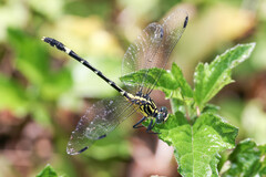 Austrogomphus amphiclitus