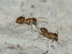 Nylanderia