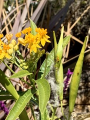 Asclepias curassavica