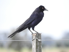 Molothrus oryzivorus