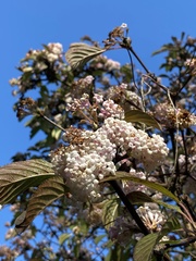 Viburnum rhytidophyllum