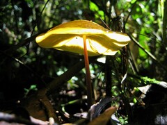 Hymenogloea papyracea