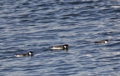 Synthliboramphus antiquus