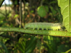 Acronicta leporina
