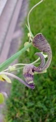Aristolochia