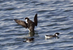 Synthliboramphus antiquus