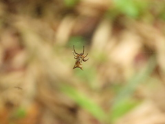 Micrathena