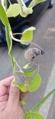 Aristolochia