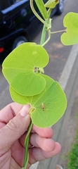 Aristolochia
