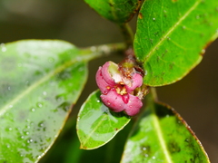Pittosporum colensoi
