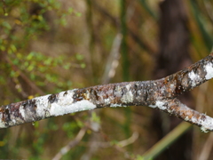Pittosporum colensoi