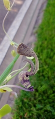 Aristolochia