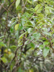 Pittosporum colensoi