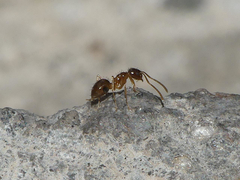 Nylanderia