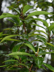 Pittosporum colensoi
