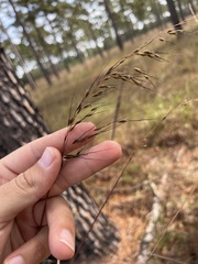 Sorghastrum