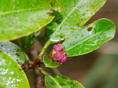 Pittosporum colensoi
