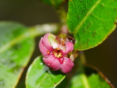 Pittosporum colensoi