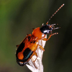 Badister lacertosus