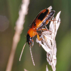 Badister lacertosus
