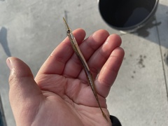 Aulorhynchus flavidus