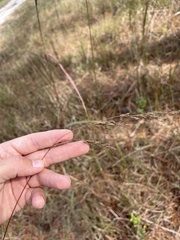 Sorghastrum
