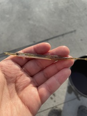 Aulorhynchus flavidus