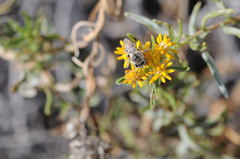 Anthophorula