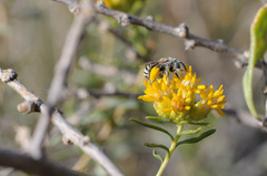 Anthophorula