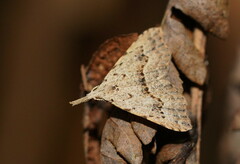 Trigonistis