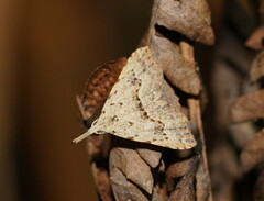 Trigonistis