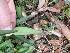 Leichhardtia coronata