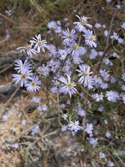 Symphyotrichum walteri