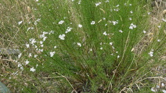 Olearia glandulosa